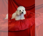 Small #1 Poodle (Toy)