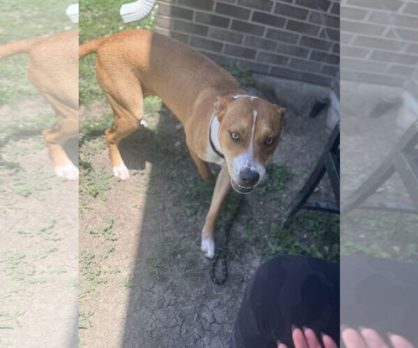 Medium Photo #5 Basenji-Unknown Mix Puppy For Sale in Rowlett, TX, USA