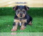 Small Photo #4 Yorkshire Terrier Puppy For Sale in NAPPANEE, IN, USA