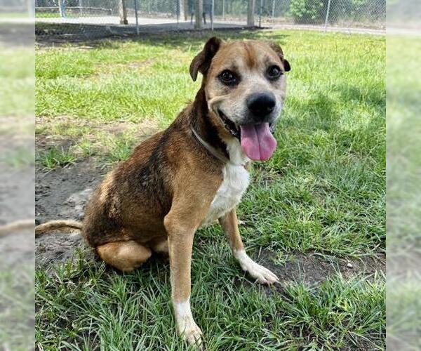 Medium Photo #2 Boxer-Unknown Mix Puppy For Sale in Conroe, TX, USA