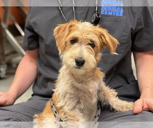 Miniature Schnauzer-Unknown Mix Dogs for adoption in Rancho Cucamonga, CA, USA