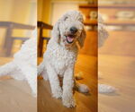 Small #1 Goldendoodle