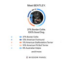 Small #10 Border Collie Mix