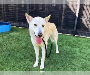 German Shepherd Dog-Unknown Mix Dogs for adoption in Orange, CA, USA