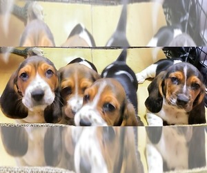 Basset Hound Puppy for sale in WINDER, GA, USA