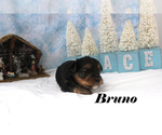 Small #8 Yorkshire Terrier