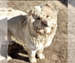 Small Photo #1 Chow Chow Puppy For Sale in KEENESBURG, CO, USA