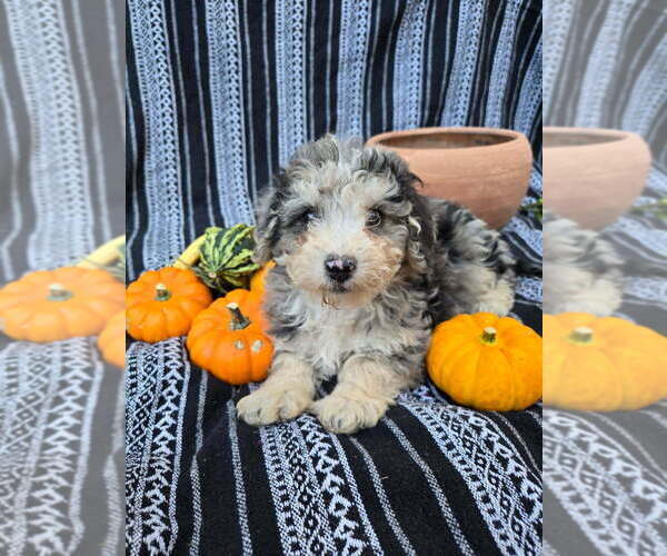 Medium Photo #42 Poodle (Miniature) Puppy For Sale in CANON CITY, CO, USA