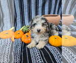 Small #5 Poodle (Miniature)