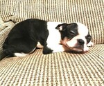 Small Photo #2 Boston Terrier Puppy For Sale in INVERNESS, FL, USA
