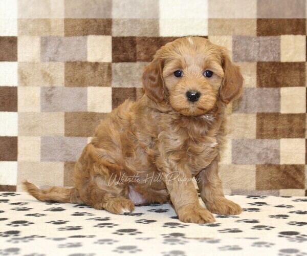 Medium Photo #4 Cavapoo (Miniature) Puppy For Sale in DENVER, PA, USA