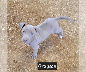 Labrador Retriever-Rhodesian Ridgeback Mix Dogs for adoption in Granbury, TX, USA