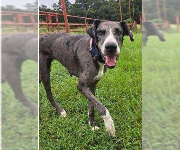 Medium Photo #3 Great Dane-Unknown Mix Puppy For Sale in The Woodlands, TX, USA