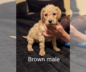 Labradoodle Puppy for sale in COTTONWOOD, AL, USA