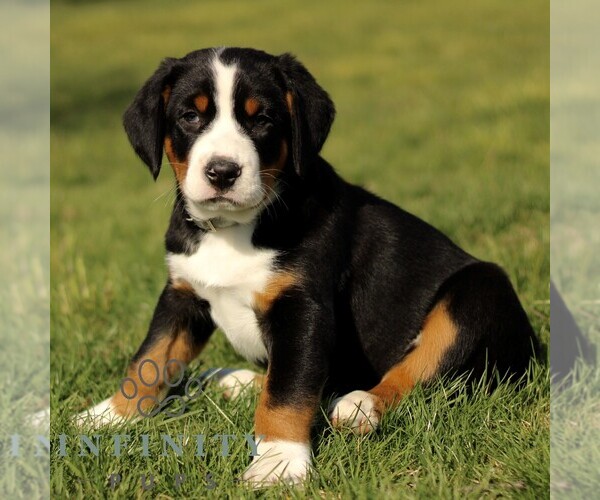 Medium Photo #3 Greater Swiss Mountain Dog Puppy For Sale in RONKS, PA, USA