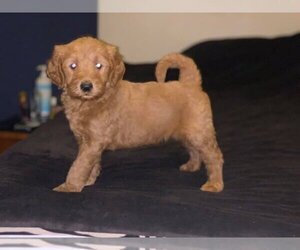 Goldendoodle-Poodle (Standard) Mix Puppy for sale in DETROIT, MI, USA