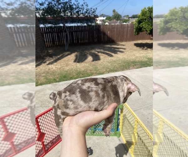 Medium Photo #1 French Bulldog Puppy For Sale in ESCONDIDO, CA, USA