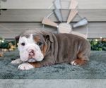 Small #2 Beabull