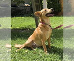 Small #1 Australian Kelpie-Golden Retriever Mix