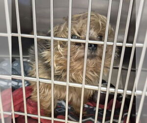 Mutt Dogs for adoption in Decatur, IL, USA
