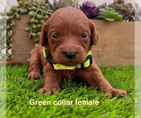 Medium Photo #7 Goldendoodle (Miniature) Puppy For Sale in BAKERSFIELD, CA, USA