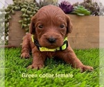 Small #6 Goldendoodle (Miniature)