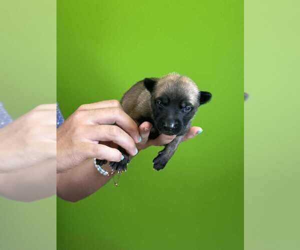 Medium Photo #5 Belgian Malinois Puppy For Sale in S CHARLESTON, WV, USA