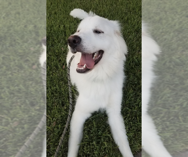 Medium Photo #32 Great Pyrenees Puppy For Sale in Houston, TX, USA