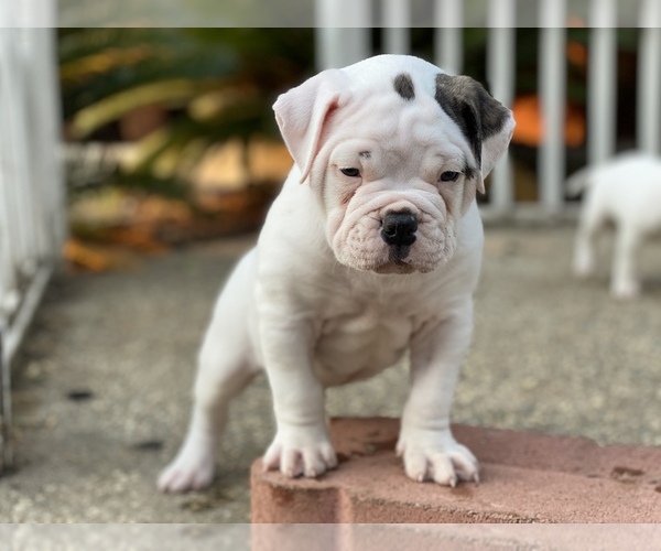 Medium Photo #2 American Bulldog Puppy For Sale in SHREVEPORT, LA, USA
