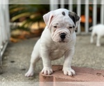 Small Photo #2 American Bulldog Puppy For Sale in SHREVEPORT, LA, USA
