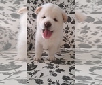 Small Photo #4 Shiba Inu Puppy For Sale in RIVERSIDE, CA, USA