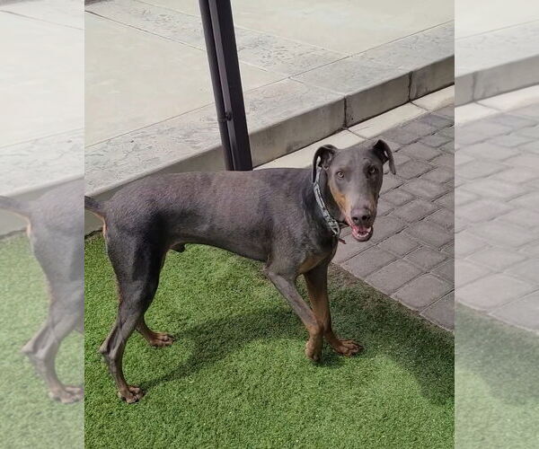 Medium Photo #18 Doberman Pinscher-Unknown Mix Puppy For Sale in Escondido, CA, USA