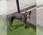 Small #17 Doberman Pinscher Mix