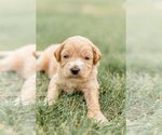 Small Photo #2 Goldendoodle Puppy For Sale in FREDERICA, DE, USA