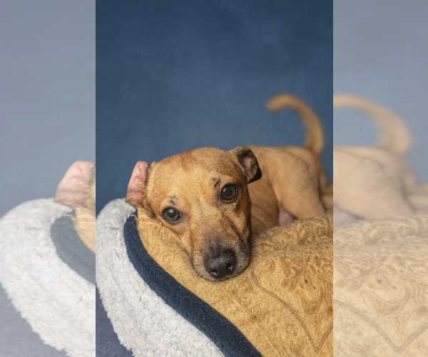 Medium Photo #2 Chihuahua Puppy For Sale in Oakhurst, NJ, USA