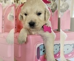 Small Photo #7 English Cream Golden Retriever Puppy For Sale in AMITY, AR, USA