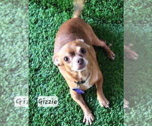 Chihuahua-Unknown Mix Dogs for adoption in Ellijay, GA, USA