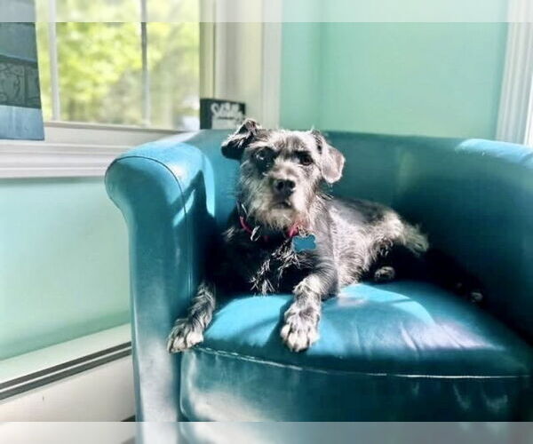 Medium Photo #4 Cairn Terrier-Unknown Mix Puppy For Sale in East Derry, NH, USA