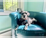 Small #3 Cairn Terrier Mix