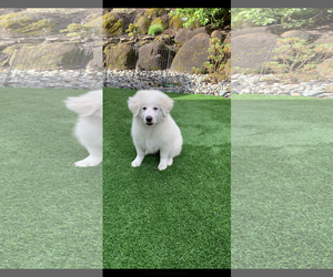Great Pyrenees Dogs for adoption in Spring, TX, USA