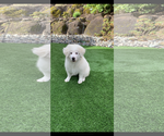Small Great Pyrenees