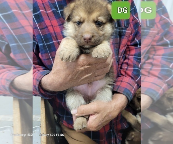 Medium Photo #4 German Shepherd Dog Puppy For Sale in SCOTTSVILLE, KY, USA