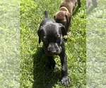 Puppy Puppy 1 German Shorthaired Pointer