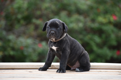 View Ad Cane Corso Puppy for Sale, Oklahoma, CASHION, USA