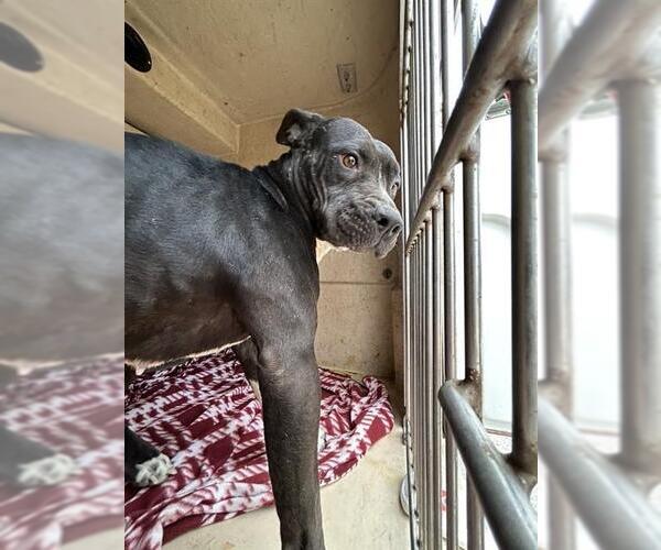 Medium Photo #1 Mutt Puppy For Sale in Oklahoma City, OK, USA