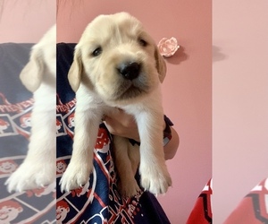 Golden Retriever Puppy for sale in BEAVERCREEK TOWNSHIP, OH, USA