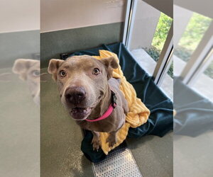 MISTY - Female Labrador Retriever-Unknown Mix Dog for Adoption - Photo #3