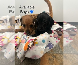 Dachshund Puppy for sale in ALLEN, TX, USA