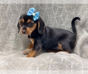 Beagle Puppy for sale in LAKELAND, FL, USA