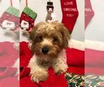 Small Photo #3 Yorkshire Terrier Puppy For Sale in SAINT CLOUD, FL, USA